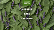Alpine Sage Deodorant - Travel Daily Shield