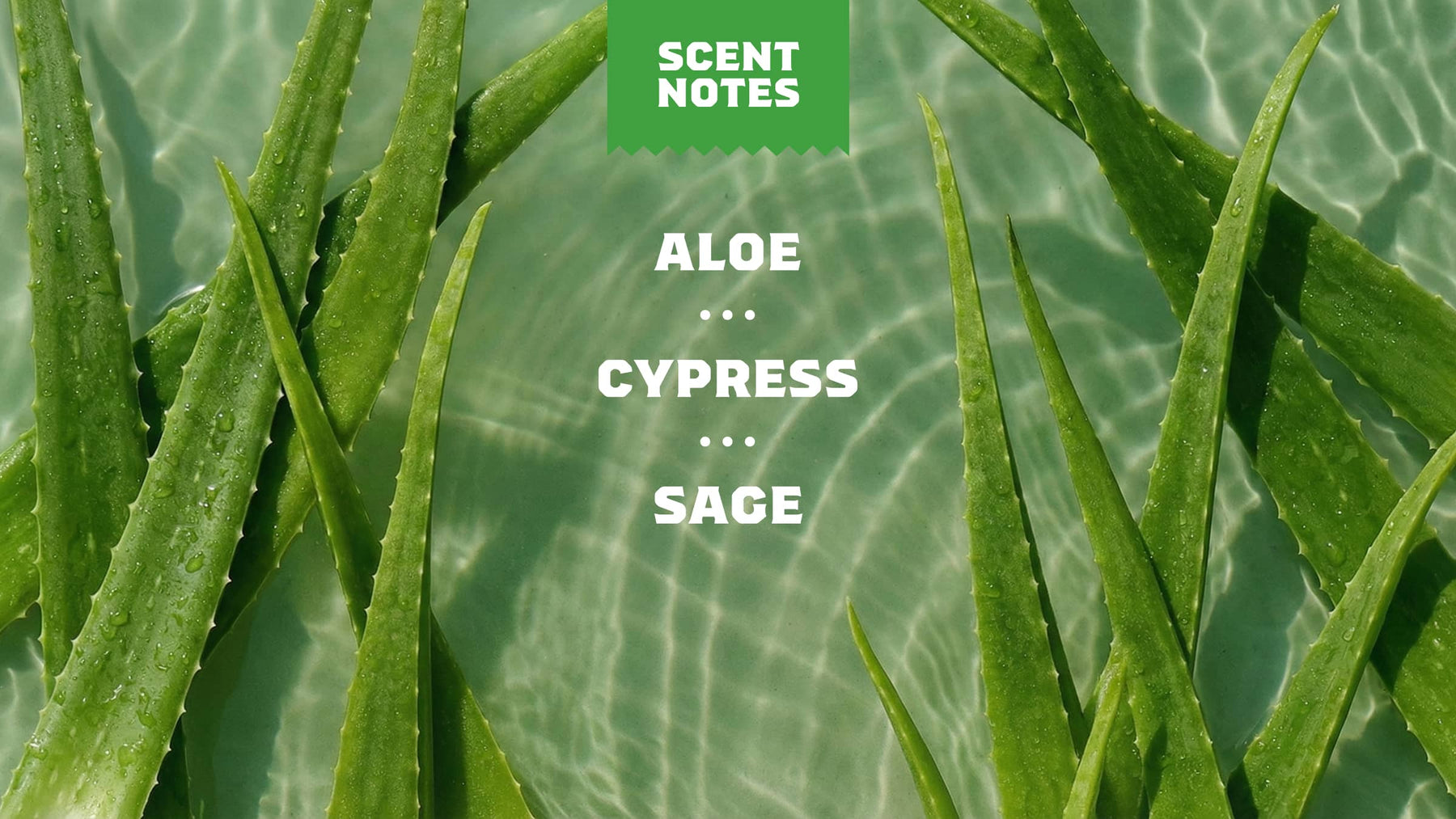 Cool Fresh Aloe - Daily Morning Bar