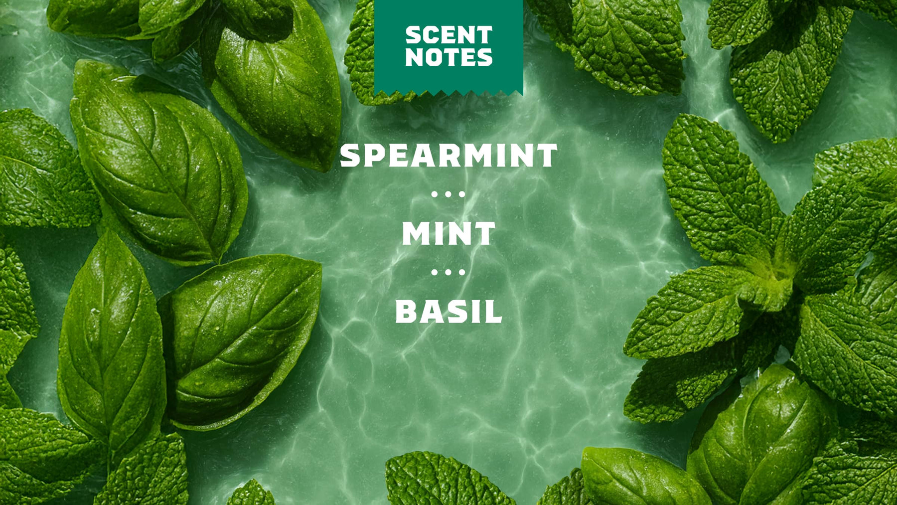 Spearmint Basil - Morning Fresh